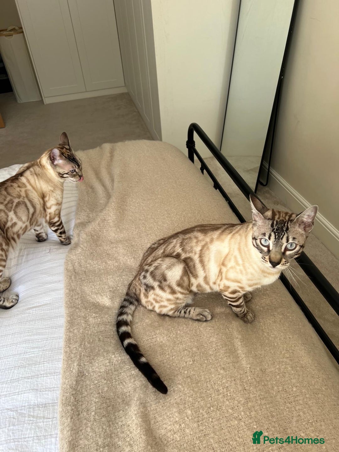 Bengal cats for sale: Bengal bother & sister - Image 5
