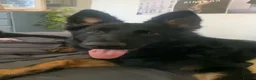 German Shepherd dogs for sale: 10 month German shepherd  - Advert 2
