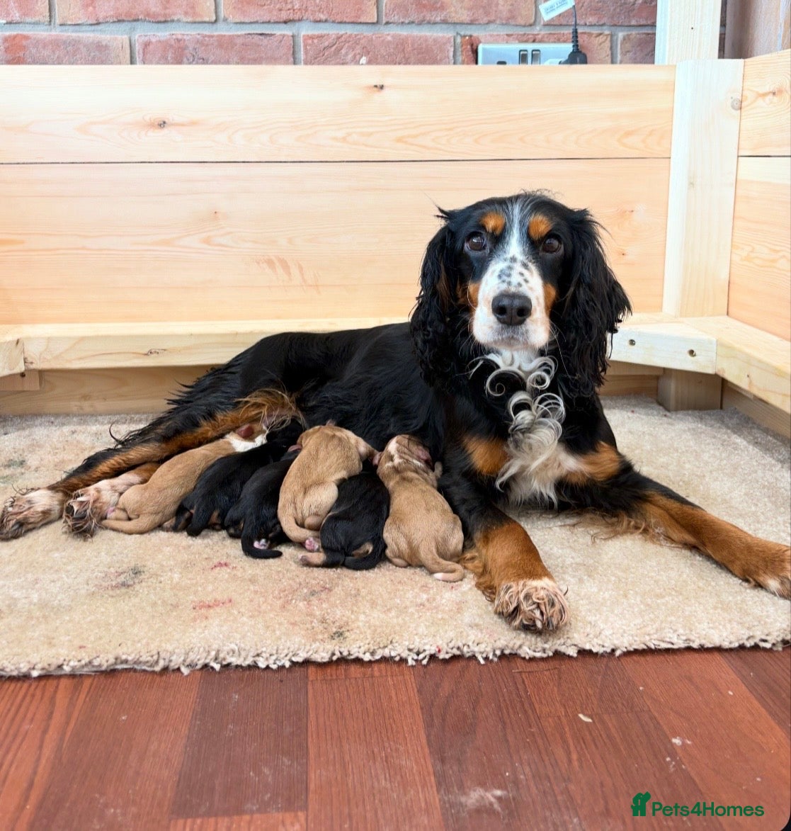 Cocker Spaniel dogs Working cocker spaniel puppies - Advert 1