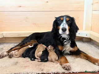 Cocker Spaniel dogs Working cocker spaniel puppies - Advert 1