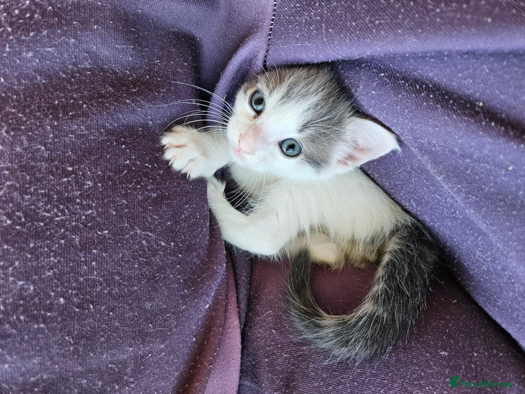 Maine Coon cats for sale: Adorable Maine Coon cross litter for sale - Advert 26