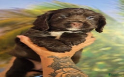 Sprocker dogs for sale: Sproker last beautiful chocolate boy.   - Image 35