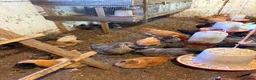 Mixed Breed poultry for sale: Laying hens  - Advert 14