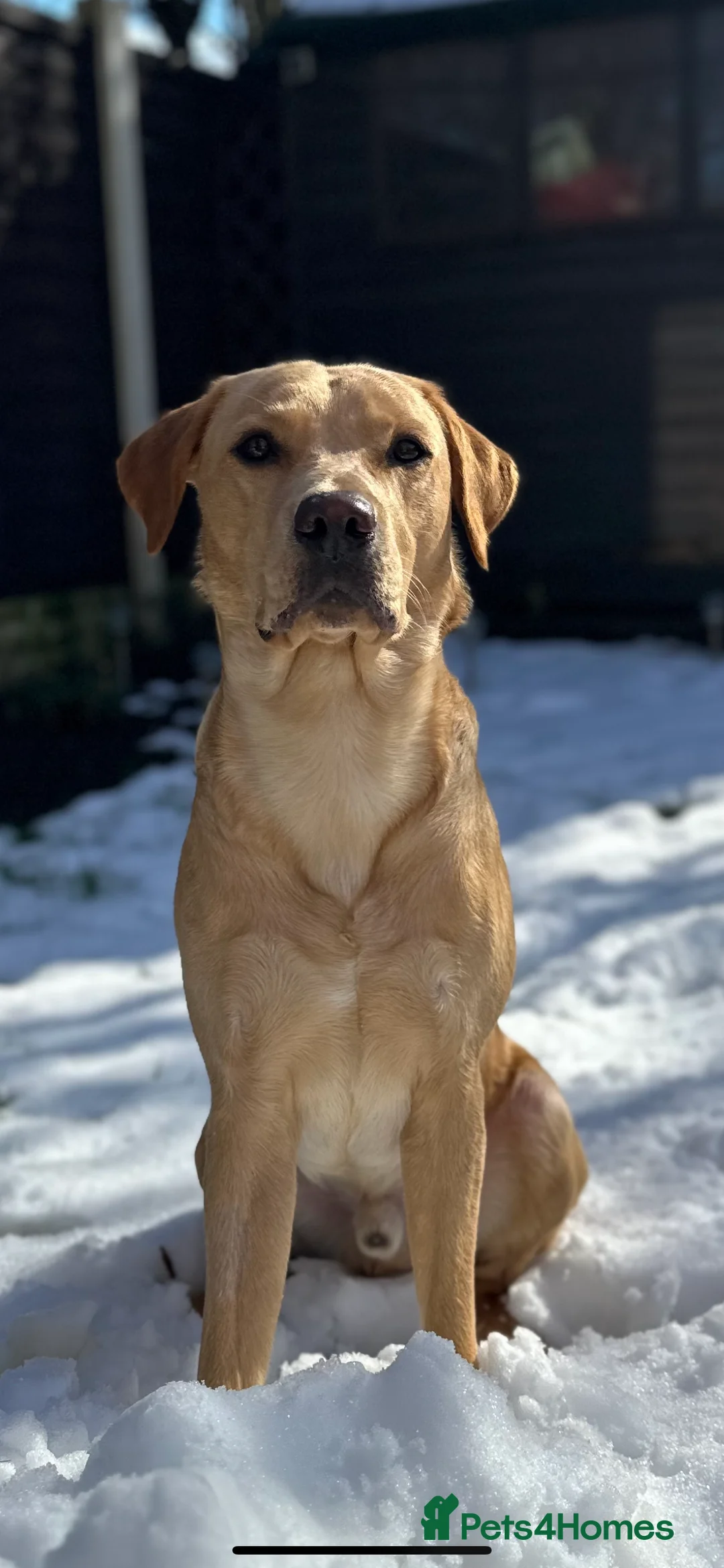 Labrador Retriever dogs for stud: KC Reg Labrador Stud - Proven and Health Tested in Sheffield - Advert 3