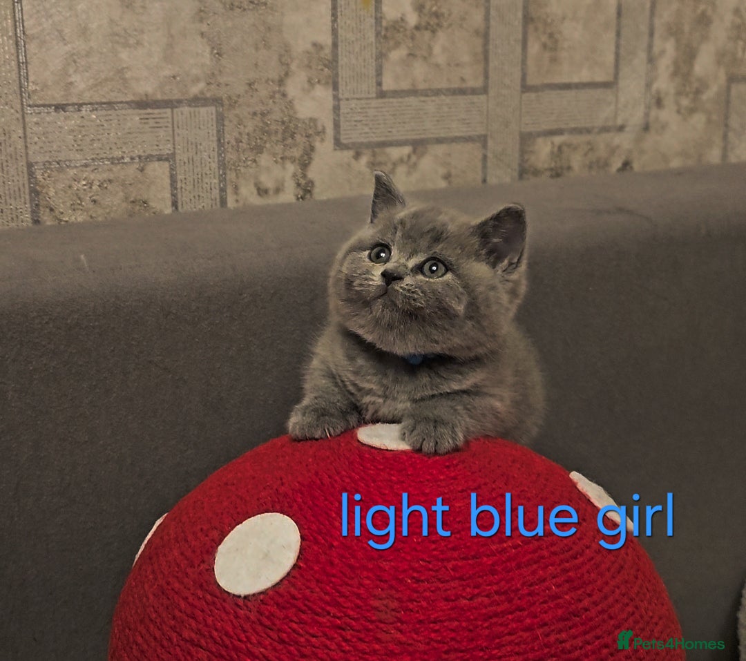 British Shorthair cats for sale: British Shorthair kitten's, GCCF pedigree - Advert 7