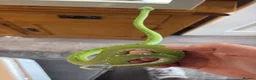 Python Snake reptiles for sale: Green tree python  in Derby - Advert 3