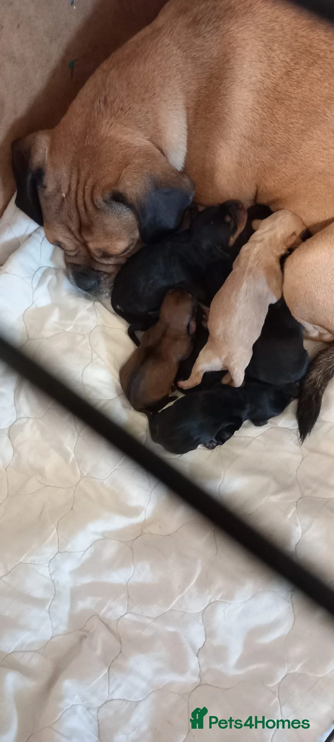 Mixed Breed dogs for sale: F2 cockapoo cross Spaniel cross  - Advert 15