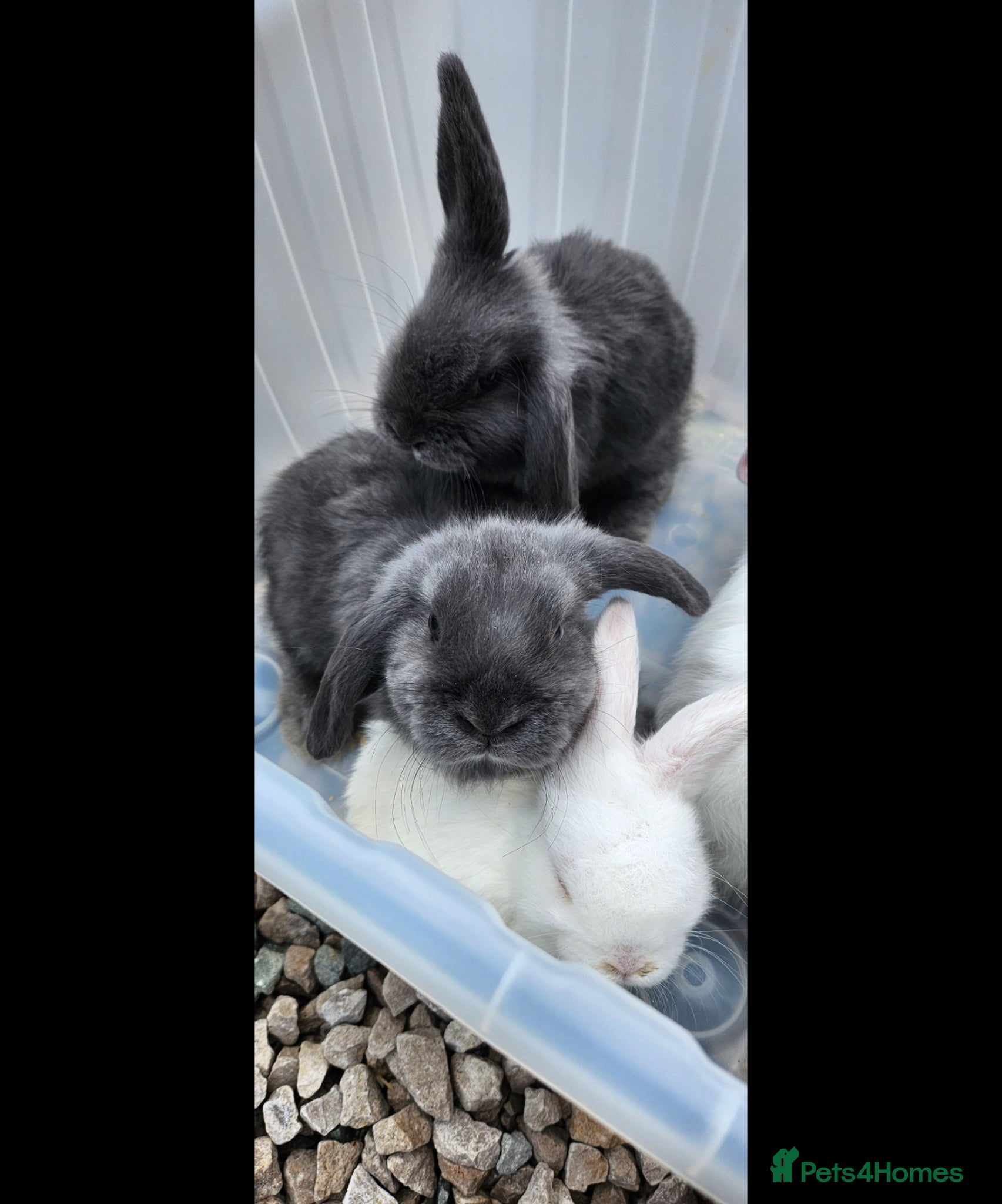 Mini Lop rabbits Mixed Male and female mini lop baby rabbits - Advert 18