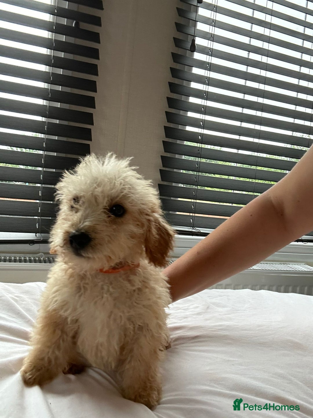 Jackapoo dogs for sale: Cream jackapoos f1b short legged  - Image 20