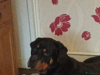 Rottweiler dogs 13 month old male rottweiler - Advert 2