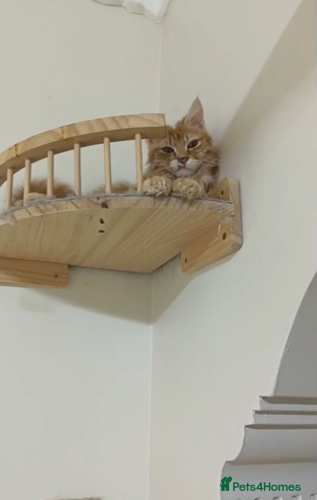 Mixed Breed cats for adoption: Baby Taco - Advert 1