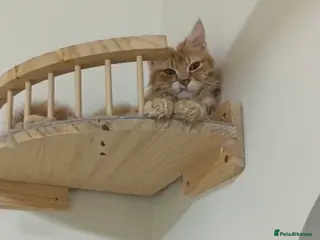 Mixed Breed cats Taco bell - Advert 8