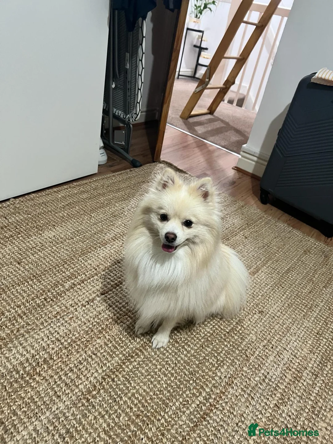 Pomeranian dogs for stud: Pomeranian for stud  - Advert 8