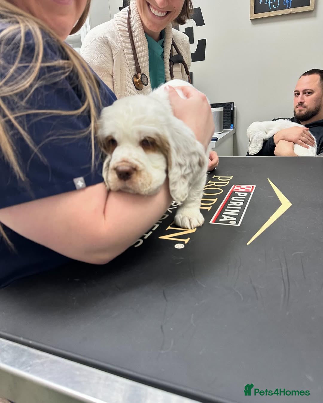 Clumber Spaniel dogs for sale: Clumber Spaniel Puppies for Sale - Advert 4