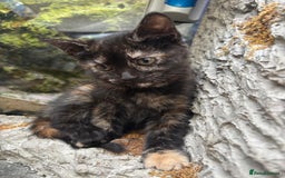 Mixed Breed cats for sale: Beautiful kitten looking for forever home  - Image 1