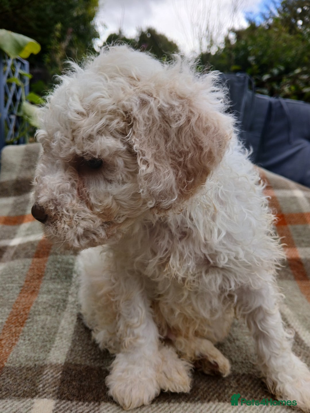 Lagotto Romagnolo dogs for sale: Pedigree Kennel Club Registered Lagotto Romagnolo - Image 11