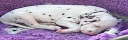 Dalmatian dogs for sale: Dalmatian Puppies - Advert 18
