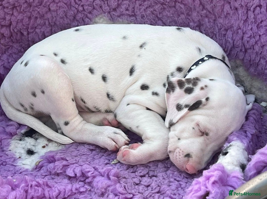 Dalmatian dogs for sale: Dalmatian Puppies - Advert 18