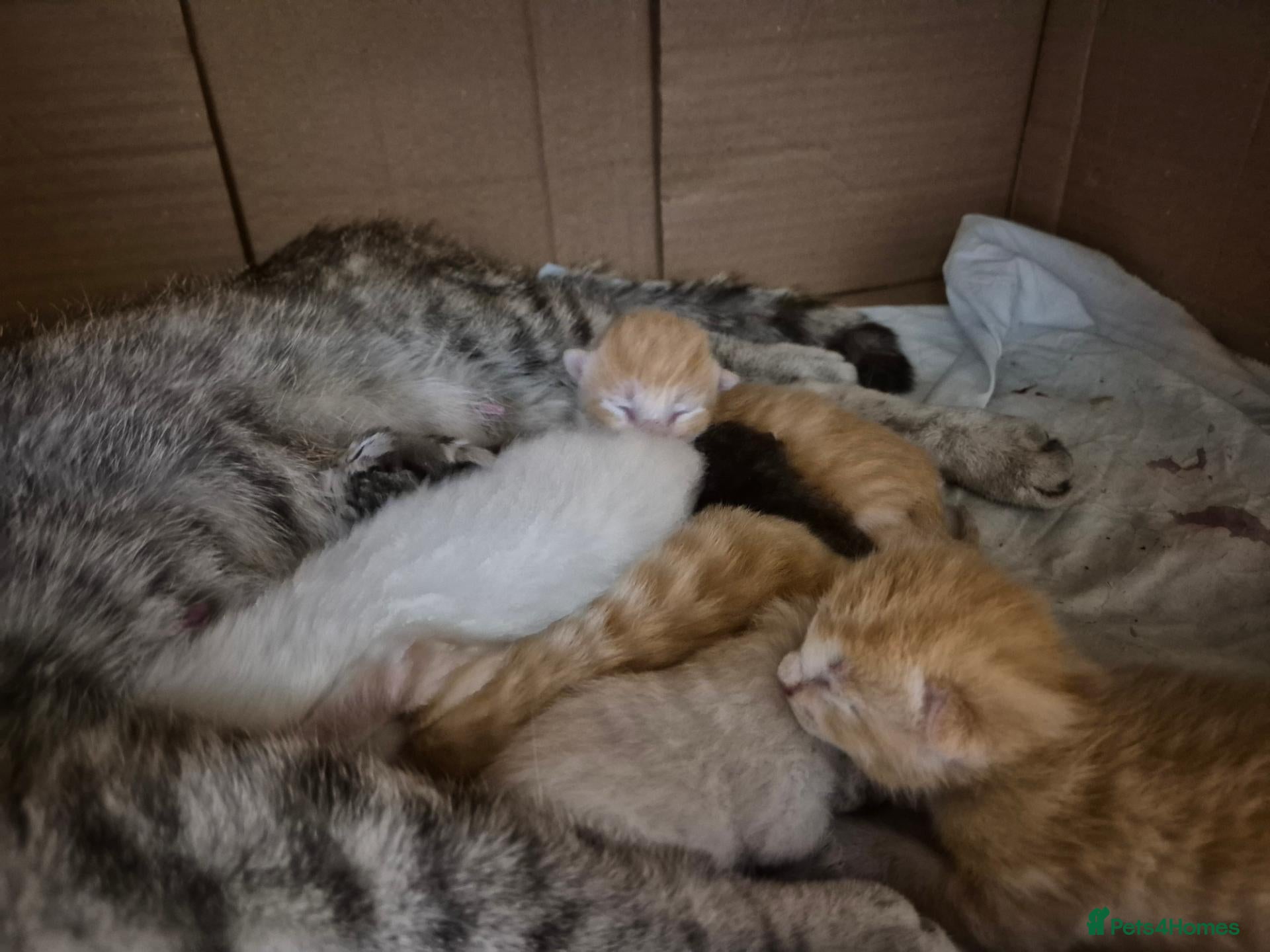 Mixed Breed cats Kittens x5 - Advert 13