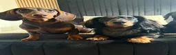 Dachshund dogs for sale: Beautiful litter of 9 standard dachshunds 🐾 - Advert 2