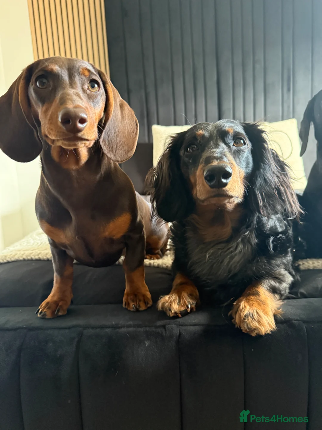Dachshund dogs for sale: Beautiful litter of 9 standard dachshunds 🐾 - Advert 2