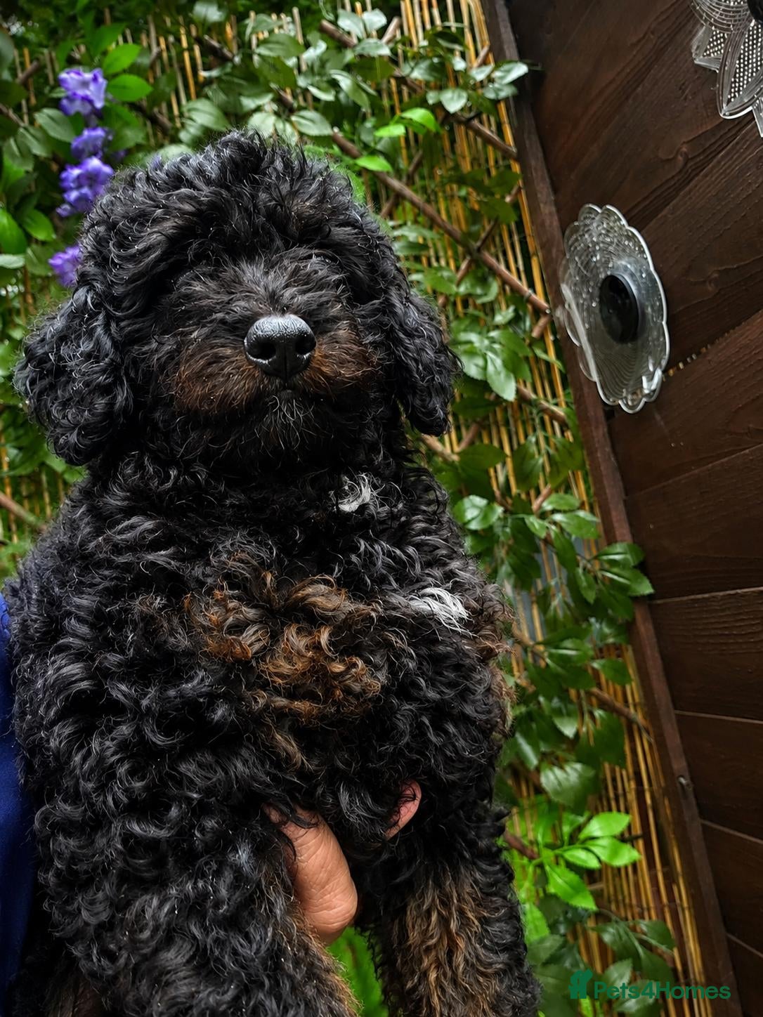 Cavapoo dogs Adorable Cavapoo Puppies Looking for Loving Homes - Advert 3