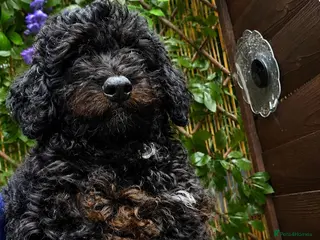 Cavapoo dogs Adorable Cavapoo Puppies Looking for Loving Homes - Advert 3