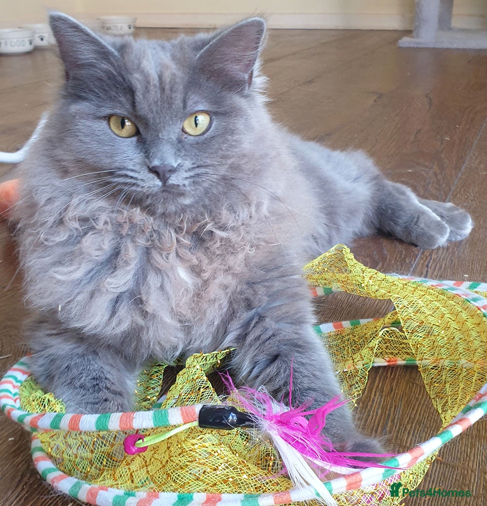 Ragdoll cats Your new best friend!  - Advert 1
