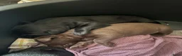 Labrador Retriever dogs for sale: Labrador puppies for sale  in Widnes - Advert 3