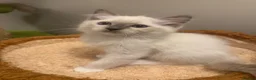 Ragdoll cats for sale: Pure Ragdoll Boys Available now  - Advert 31