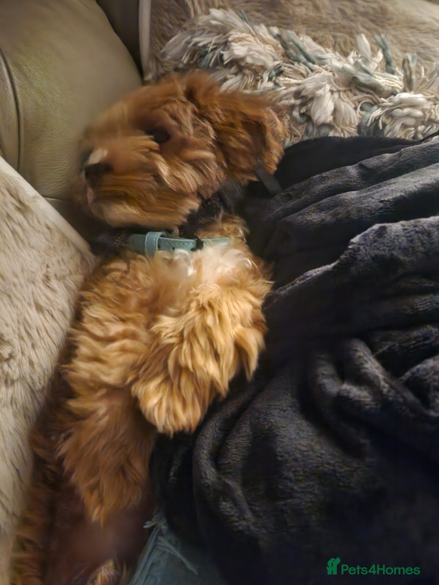 Maltipoo dogs Red Maltipoo boy - Advert 11