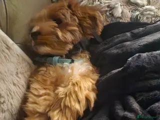 Maltipoo dogs Red Maltipoo boy - Advert 11