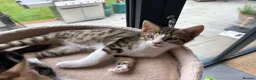 Mixed Breed cats for sale: Mixed breed with bengal in Eastleigh - Advert 11