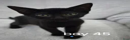 Mixed Breed cats for sale: Mixed sphinx kittens for sale  in Rotherham - Advert 21