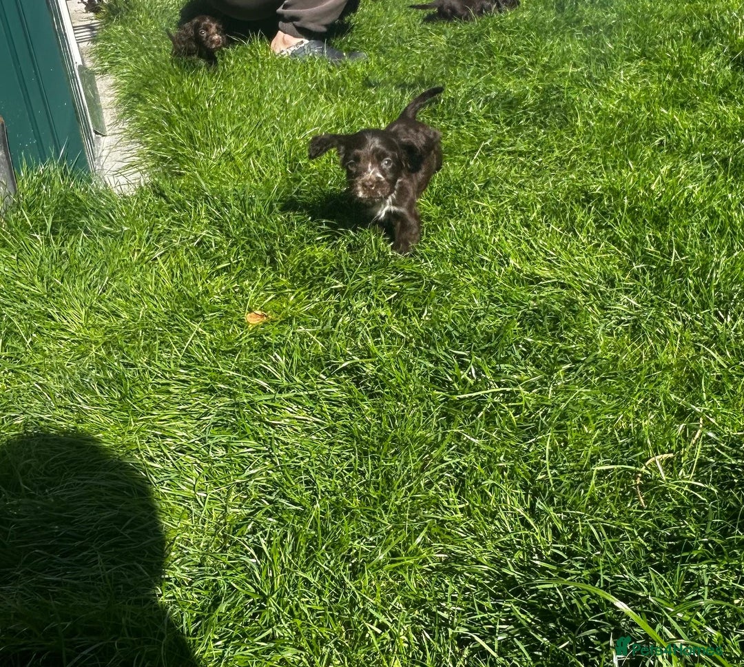 Cocker Spaniel dogs for sale: Show cocker spaniels  - Image 31