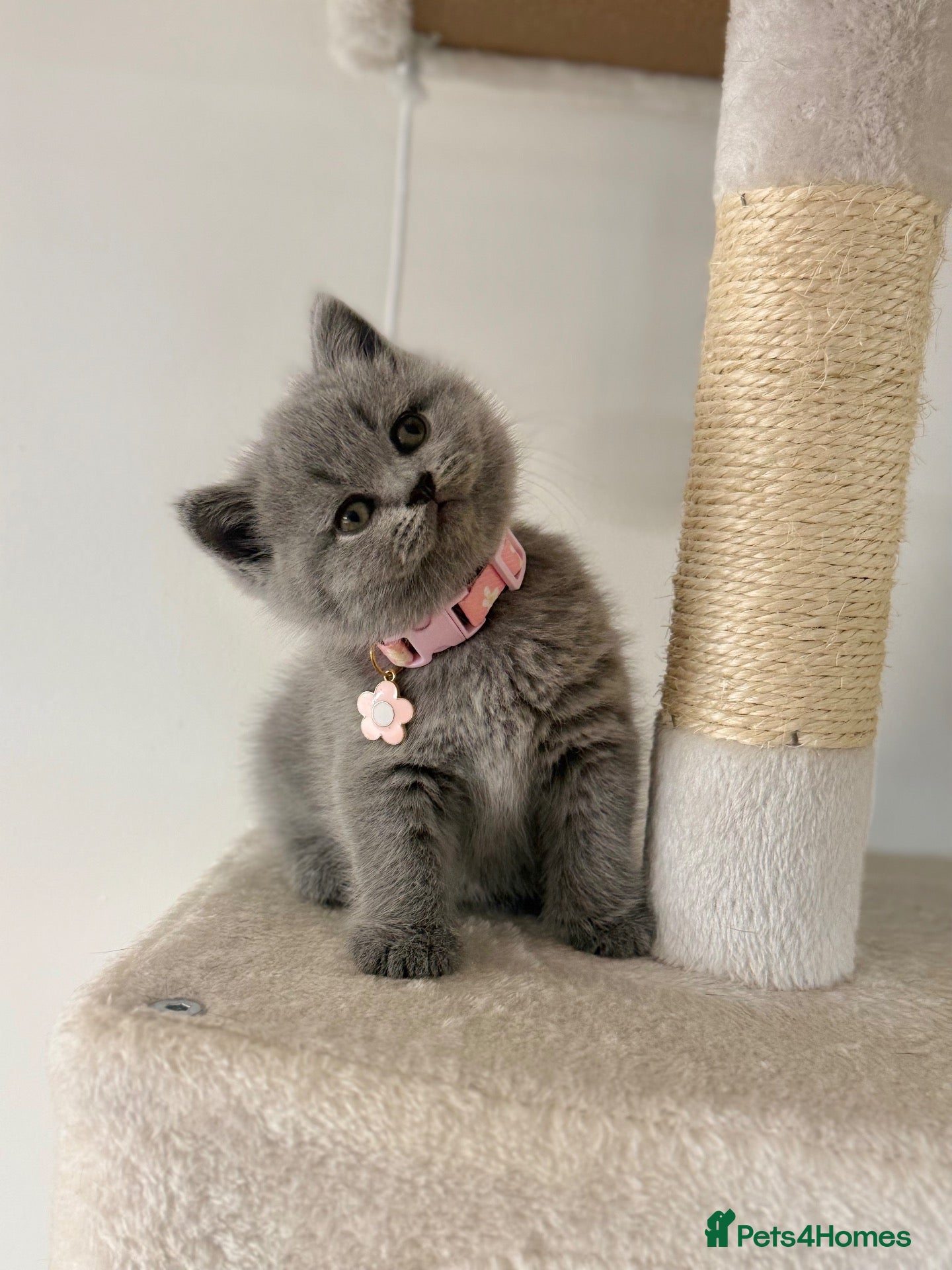 Scottish Fold cats for sale: Schotish straight  - Advert 1