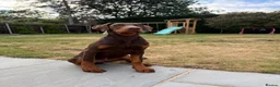 Dobermann dogs for sale: High Trained 6 Month Doberman Pincher - Advert 6