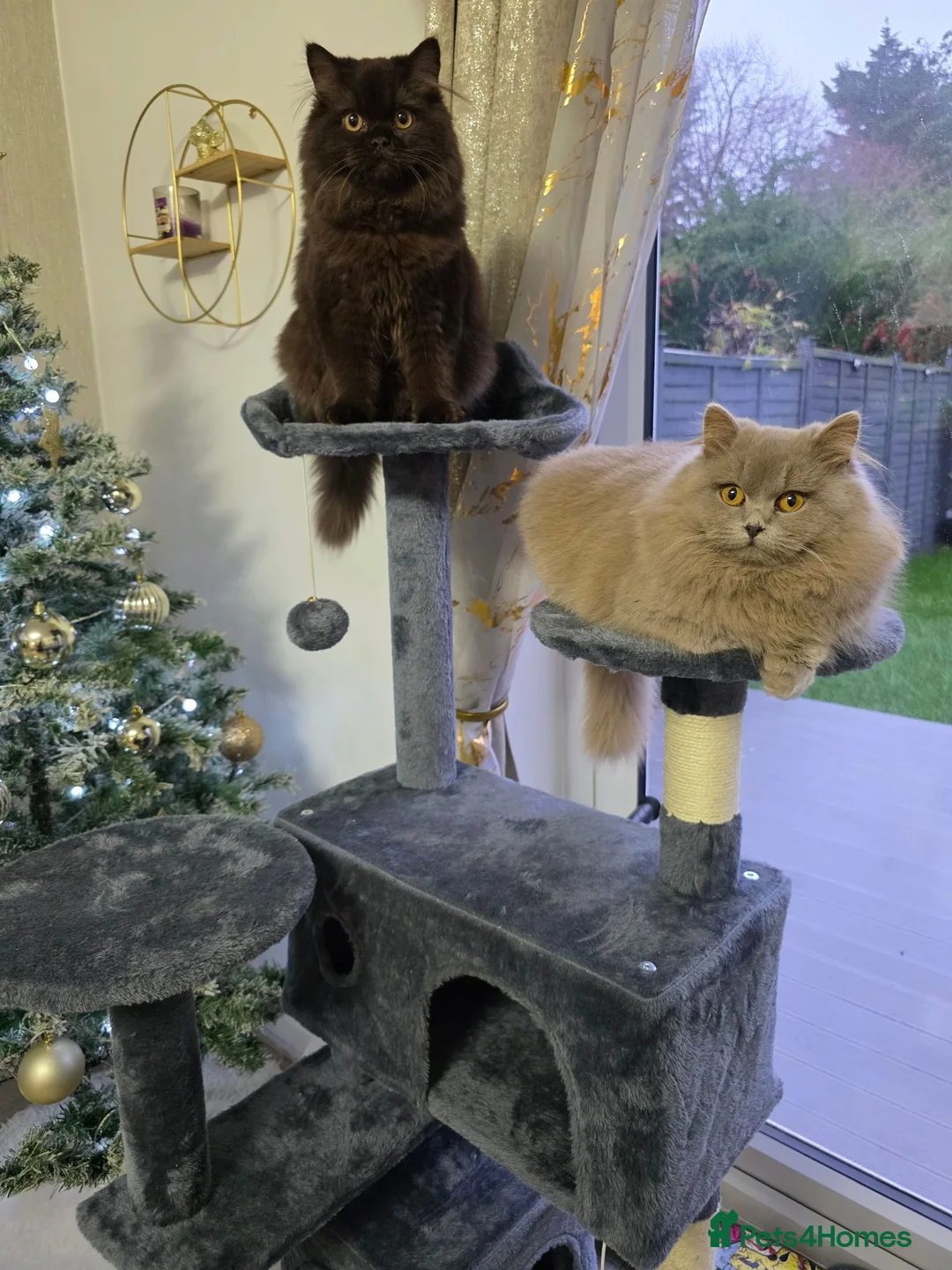 British Longhair cats for sale: Beautiful British Longhair Kittens Teddy Bear Look - Advert 2