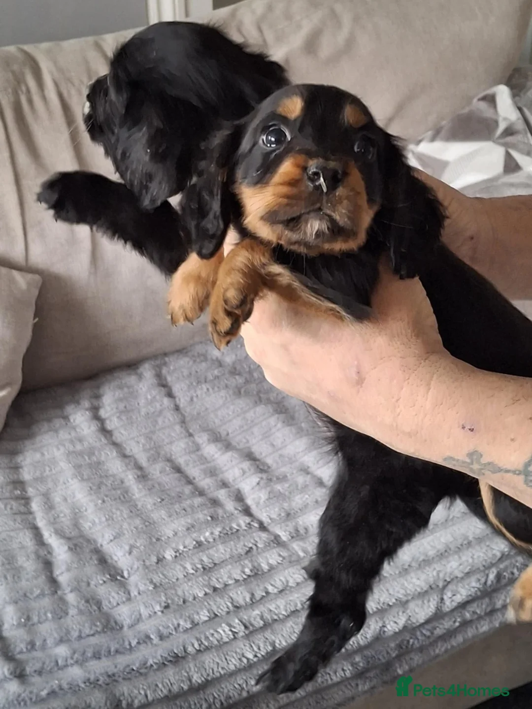 Cocker Spaniel dogs for sale: A beautiful litter of cocker spaniels  - Advert 3