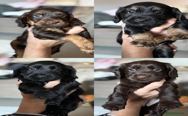 Cocker Spaniel dogs - Advert 9