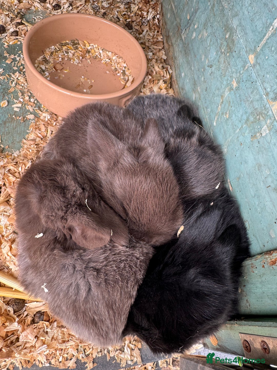 Mini Lop rabbits for sale: Mini Lop Baby Rabbits  - Image 2