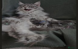 Maine Coon cats for sale: Maine Coons FluffyPaws.Uk  - Image 32