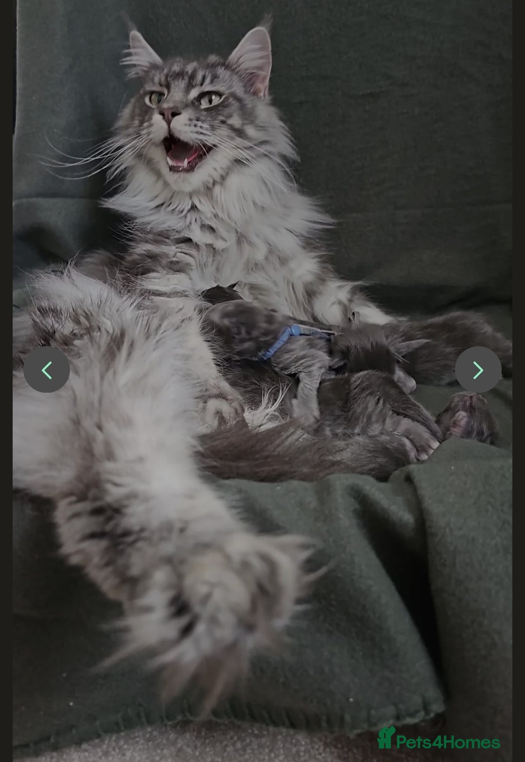 Maine Coon cats for sale: Maine Coons FluffyPaws.Uk  - Image 32
