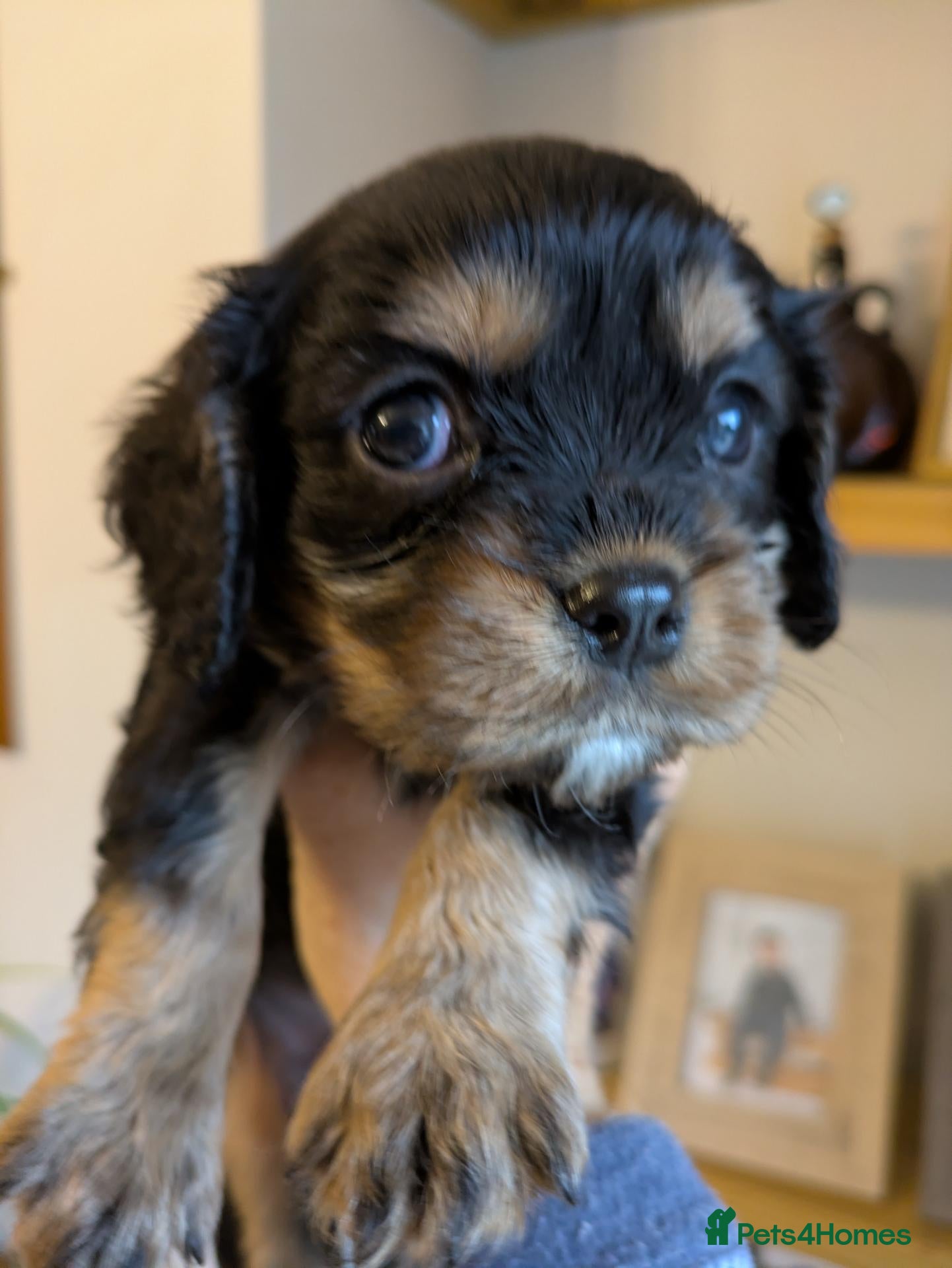 Cavalier King Charles Spaniel dogs KC reg KING CHARLES CAVALIER PUPS - Advert 16