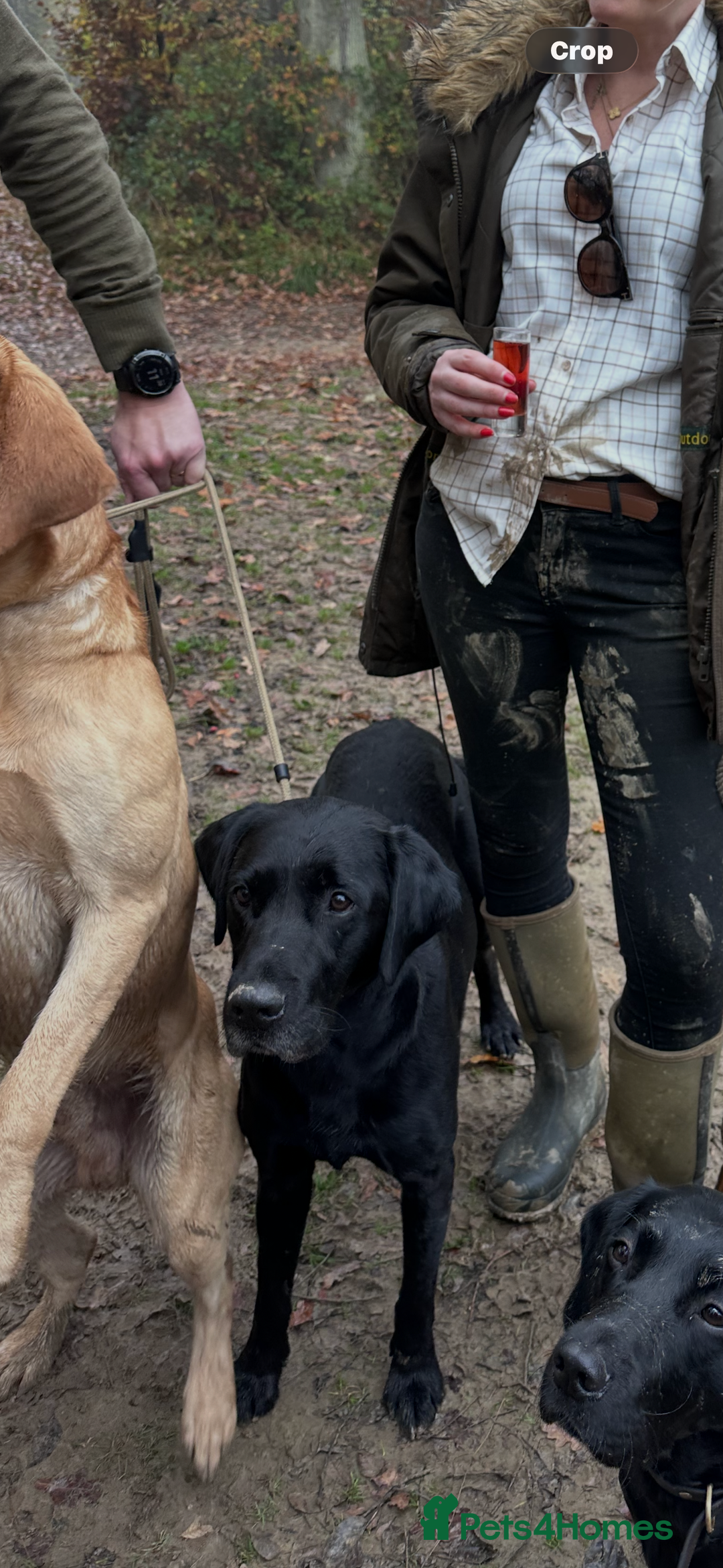 Labrador Retriever dogs for sale: 9 Beautiful Labrador retriever puppies  - Advert 4