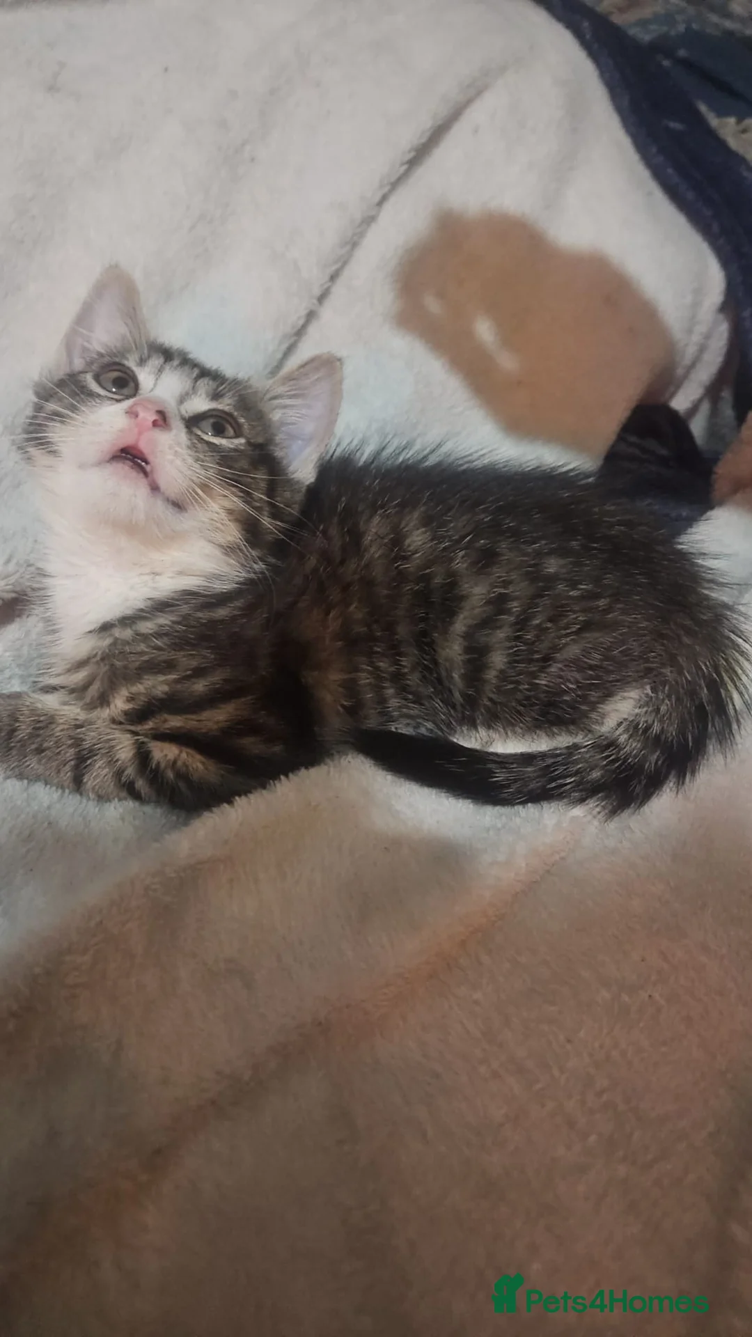 Mixed Breed cats for sale: Mixed exotic kittens - Advert 1