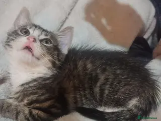 Mixed Breed cats Mixed exotic kittens - Advert 1