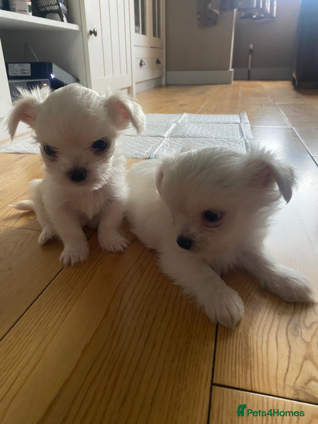 Chihuahua dogs for sale: Two white Chihuahua puppies  - Image 10