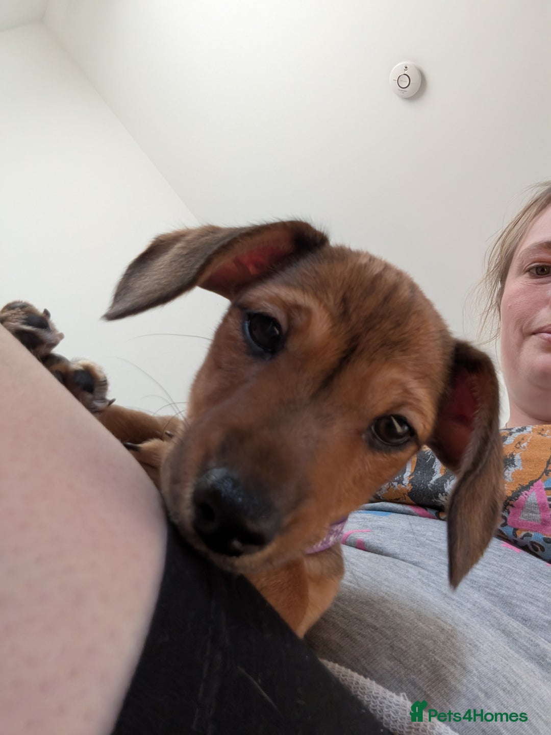 Mixed Breed dogs for sale: Dorkie pups chorkie x dachshund  in Bridgwater - Image 8