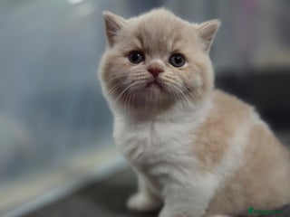 British Shorthair cats - Advert 7